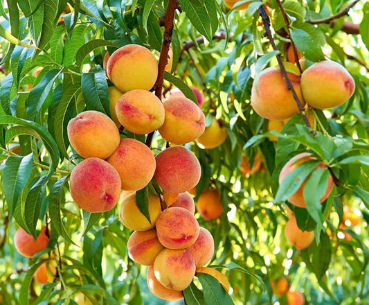 Aadu Peach ( Shan-e- Punjab)