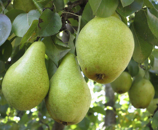 Punjab Nakh pear