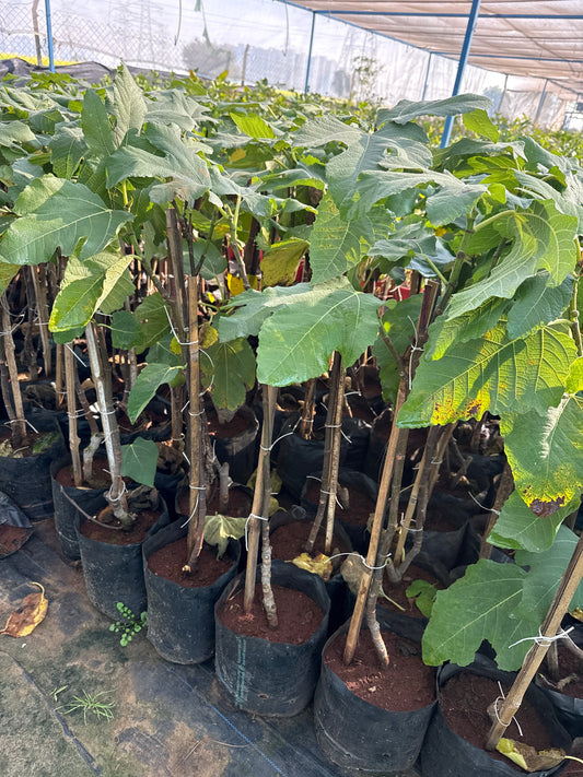 Puna Red Fig Fruit Plant