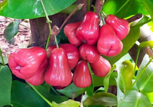 Water Apple big Fruit Plant