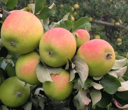 HRMN-99 Apple (M-9) Fruit Plant