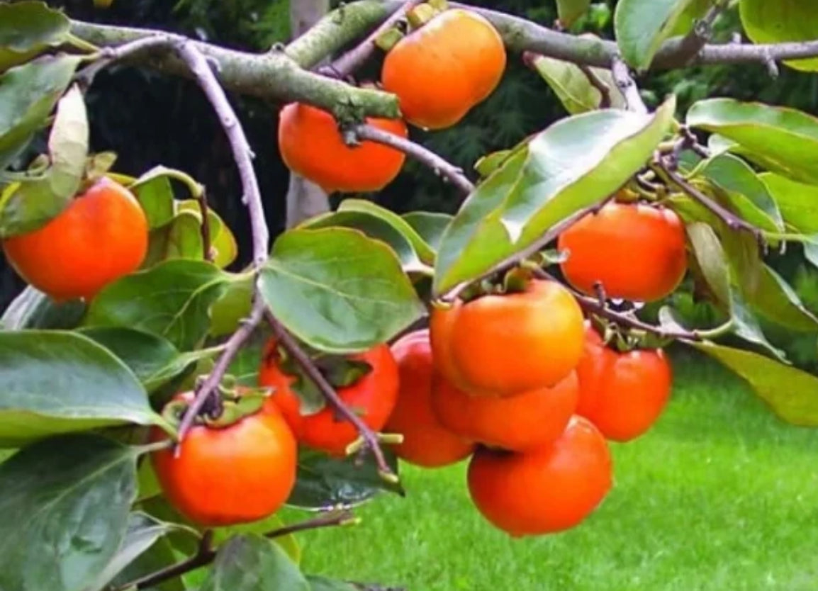 Persimmon Fruit Plant