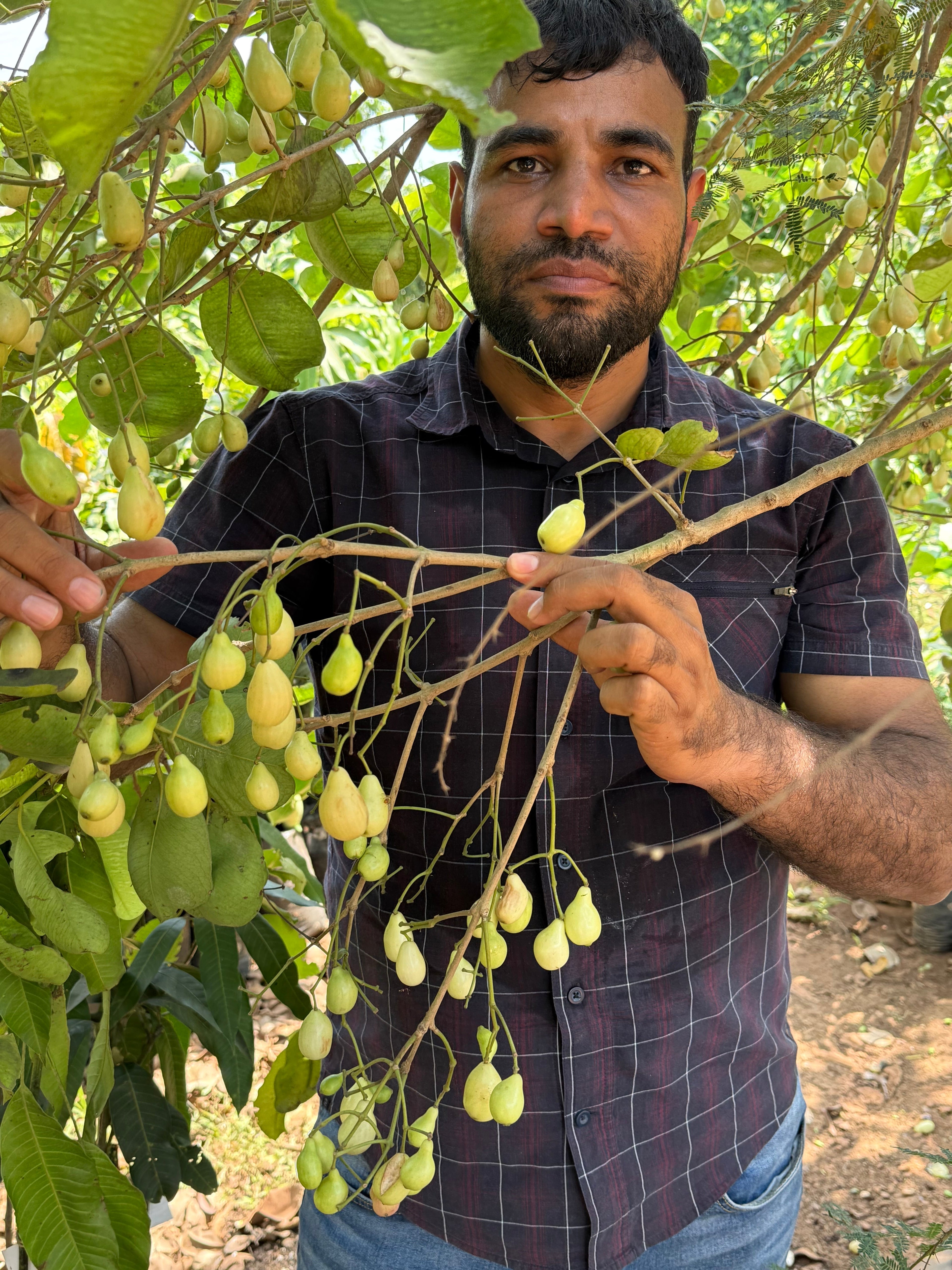 White Jamun Fruit Plant