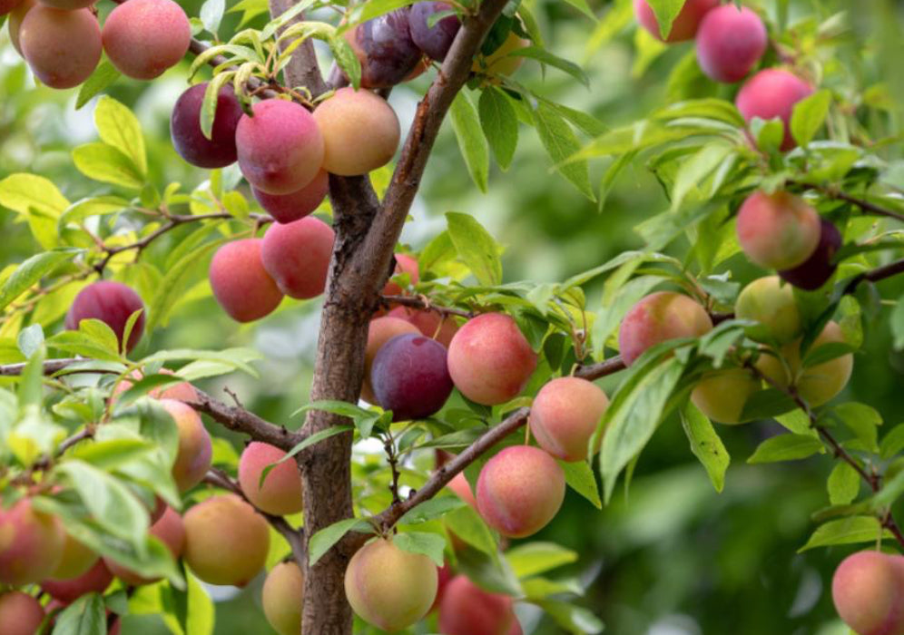 Aloo Bukhara (kala Amritsari) clone plant
