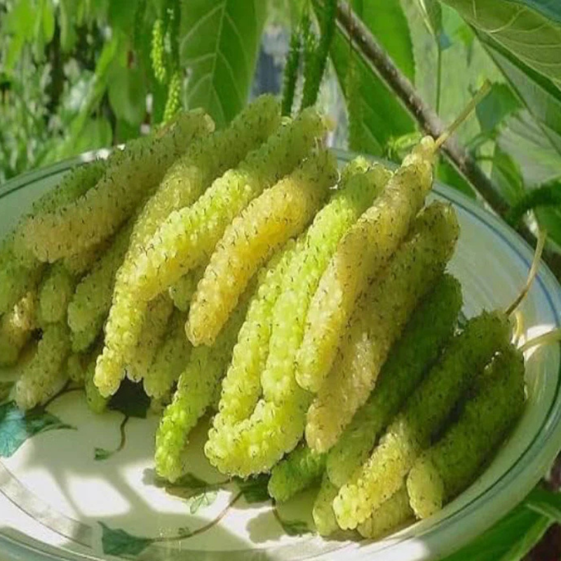 Pakistani green long mulberry Fruit Plant