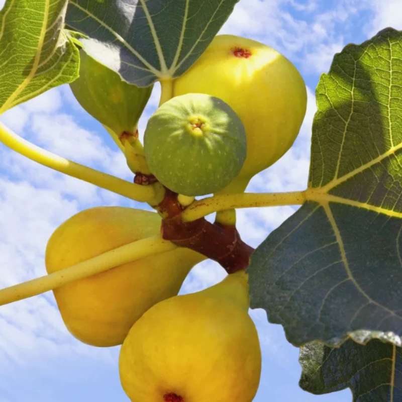 Dayna Fig Fruit Plant