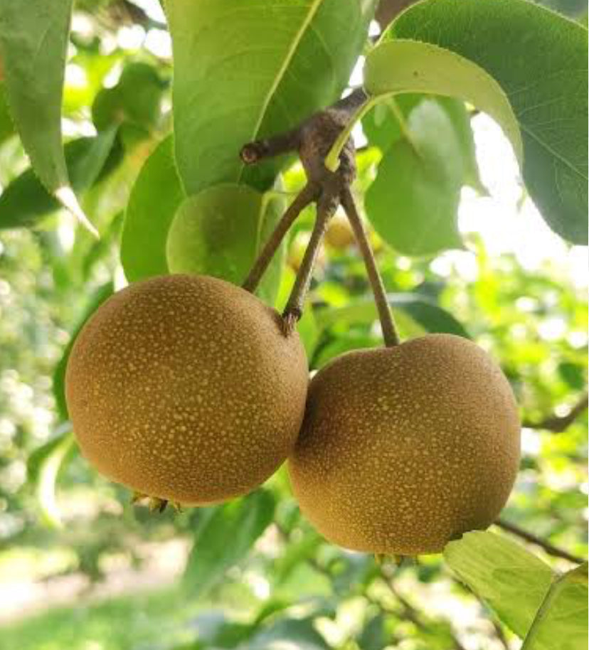 Nijisseiki pear Fruit Plant