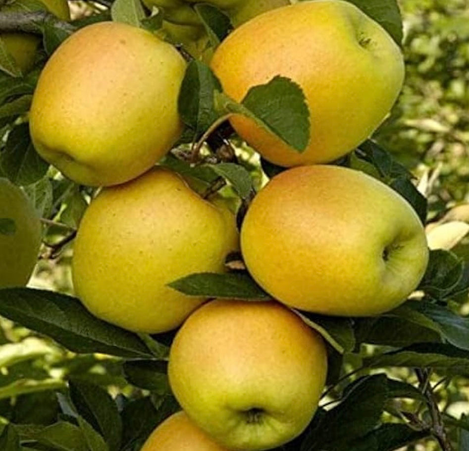 Dorset Golden Apple Fruit Plant