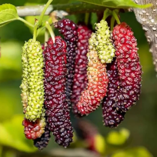 Black long Mulberry Fruit Plant