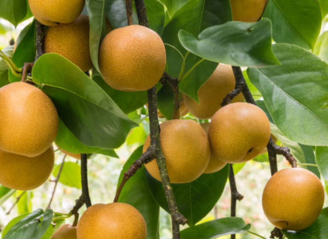 Nijisseiki pear Fruit Plant