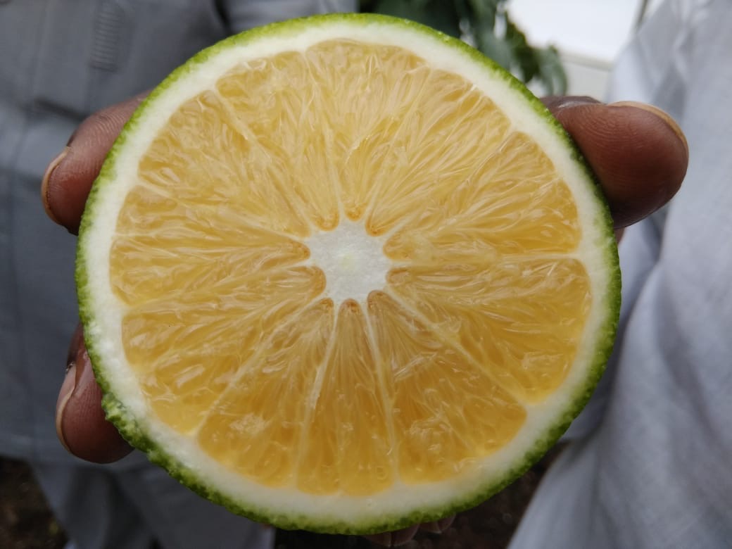 Mitha Fruit Fruit Plant