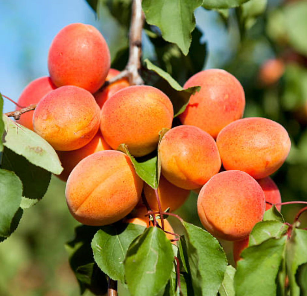 Khumani (Apricot) Fruit Plant