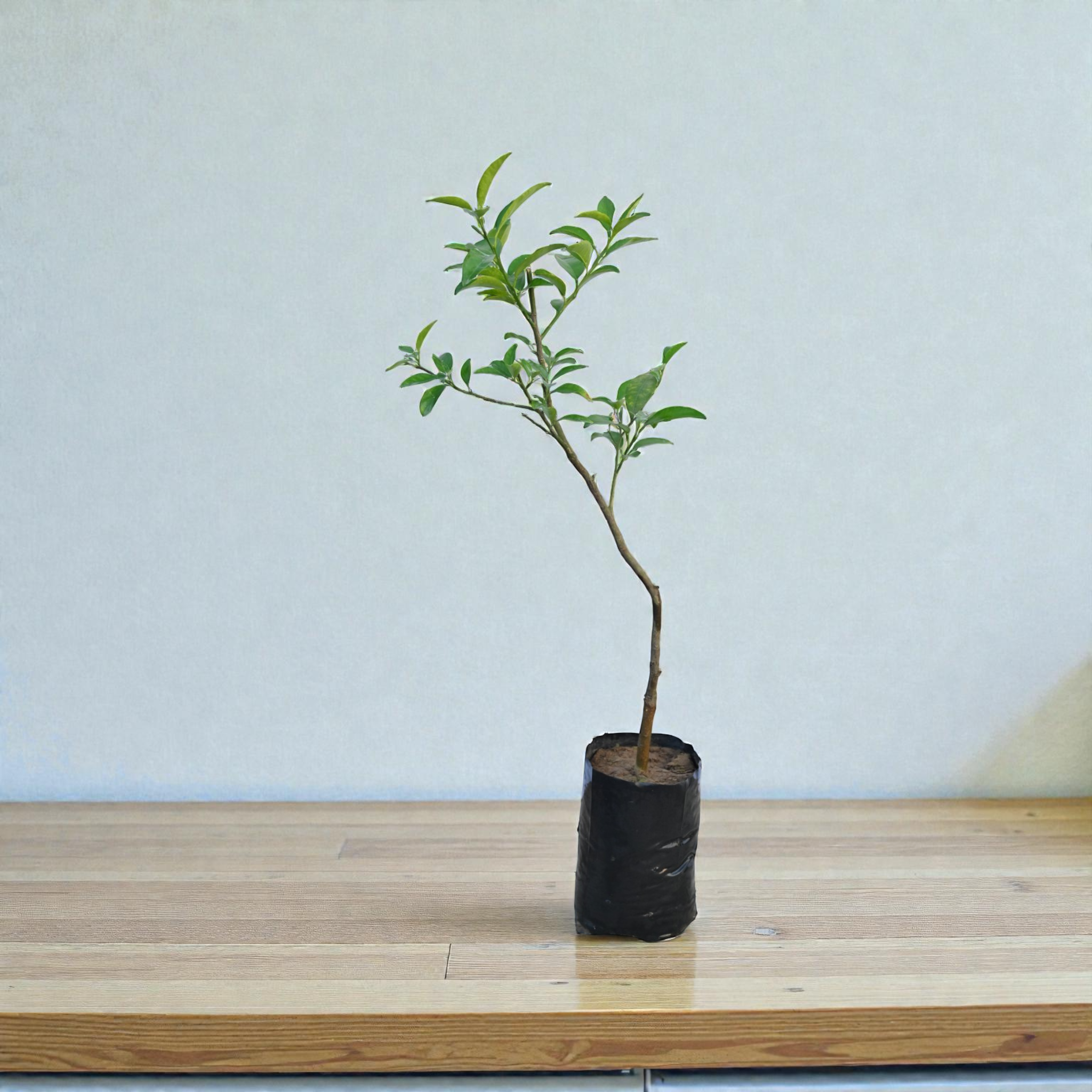 Kumbhkat Nimbu Fruit Plant