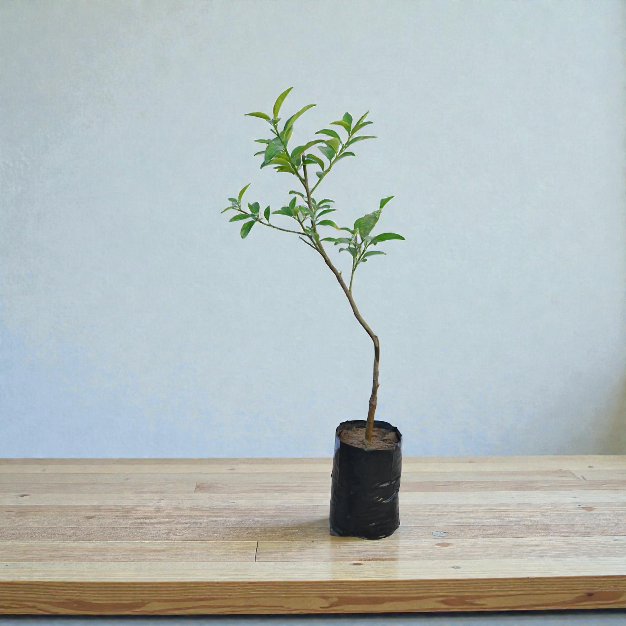 Kumbhkat Nimbu Fruit Plant