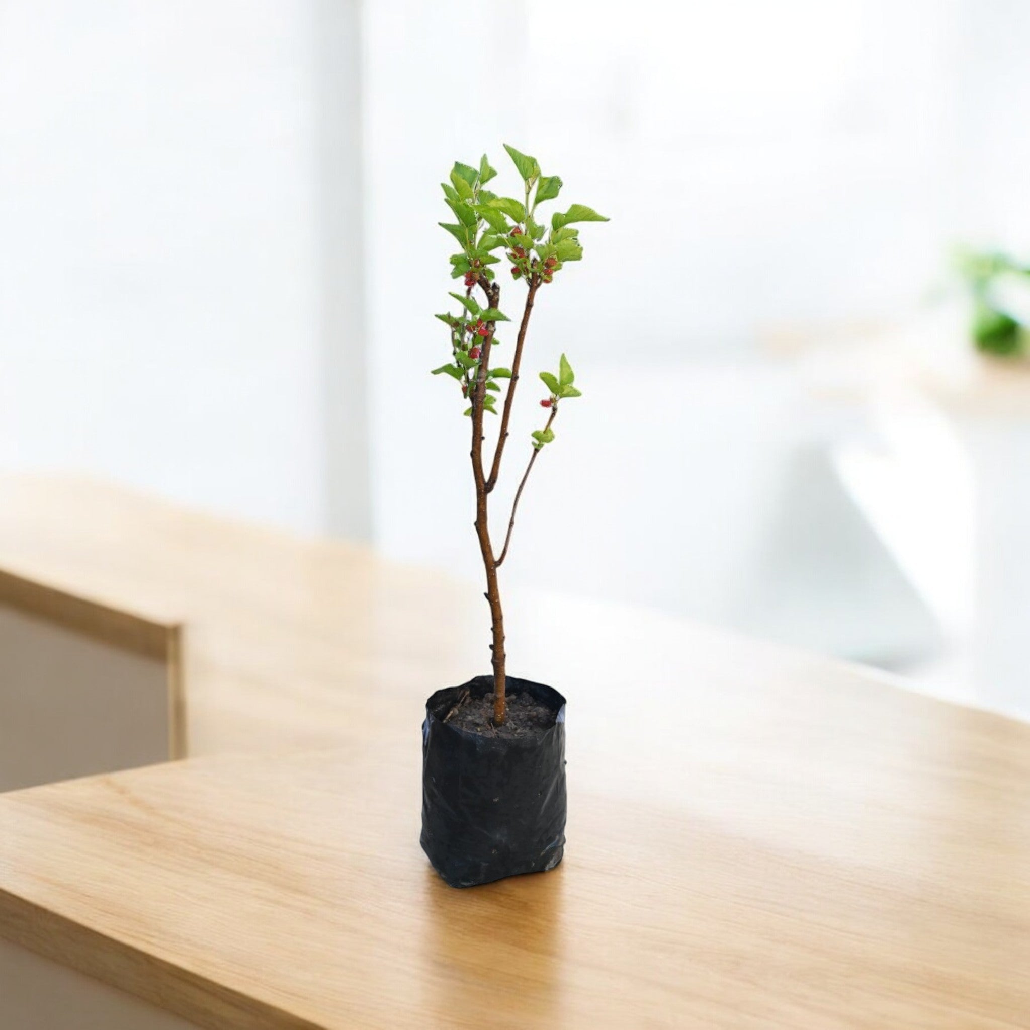 Chiang Mai 60 Mulberry