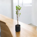 Chiang Mai 60 Mulberry