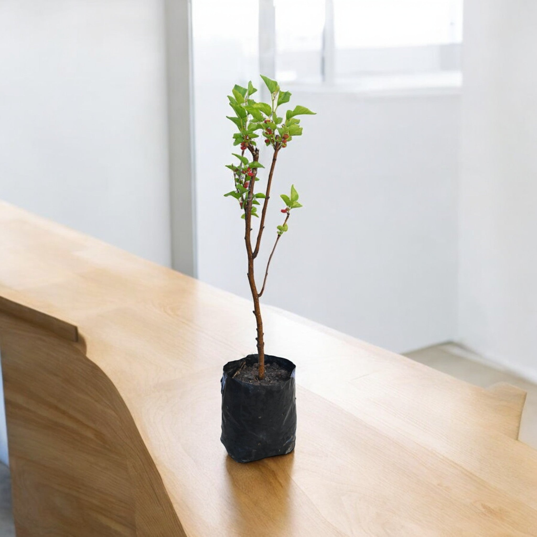 Chiang Mai 60 Mulberry