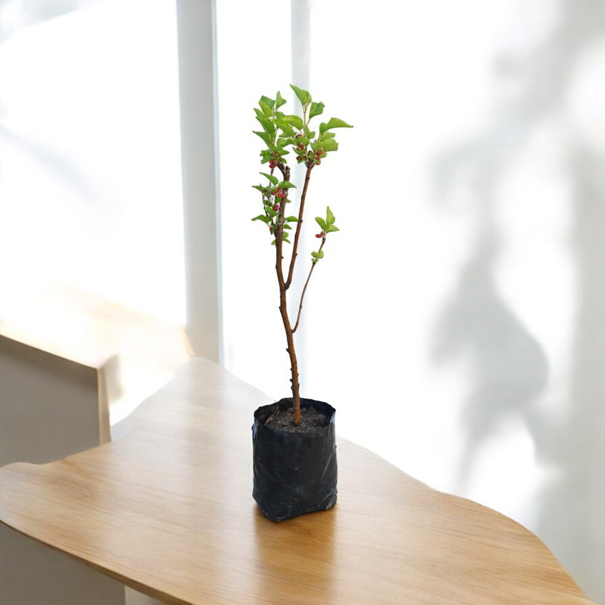 Chiang Mai 60 Mulberry