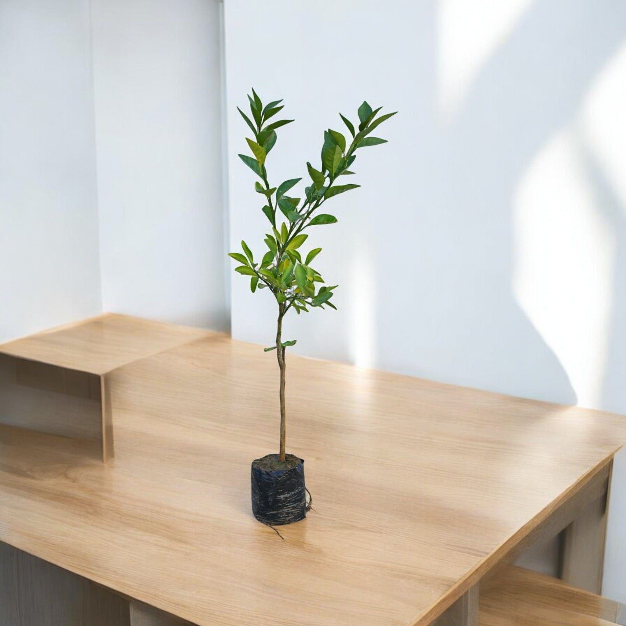 Mosmbi  (Alemo-rootstock) Fruit Plant