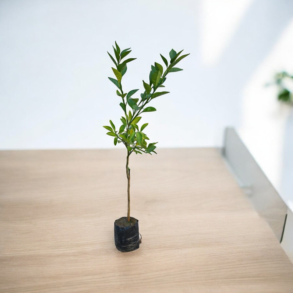 Mosmbi  (Alemo-rootstock) Fruit Plant