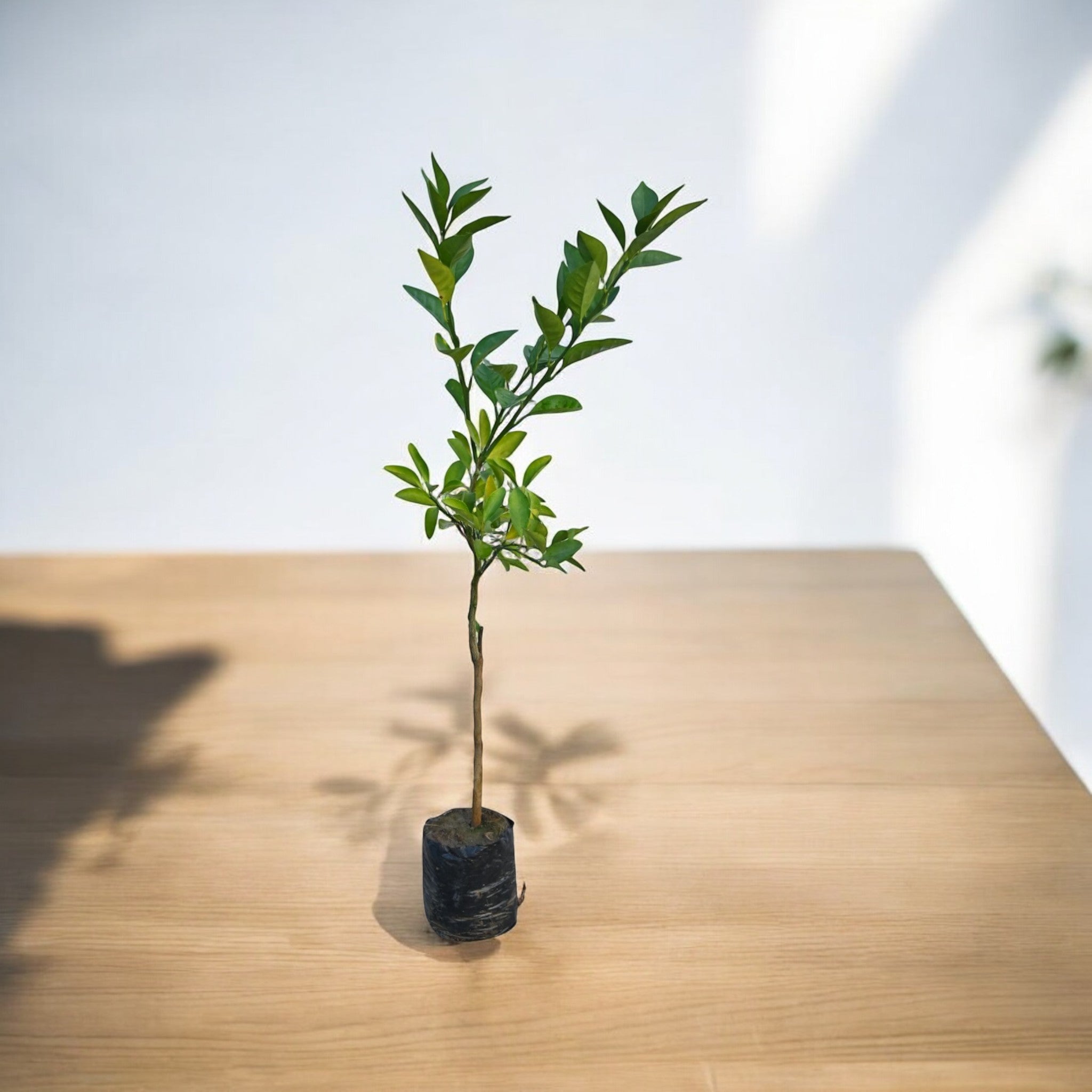 Mosmbi (Alemo-Rootstock) Fruit Plant