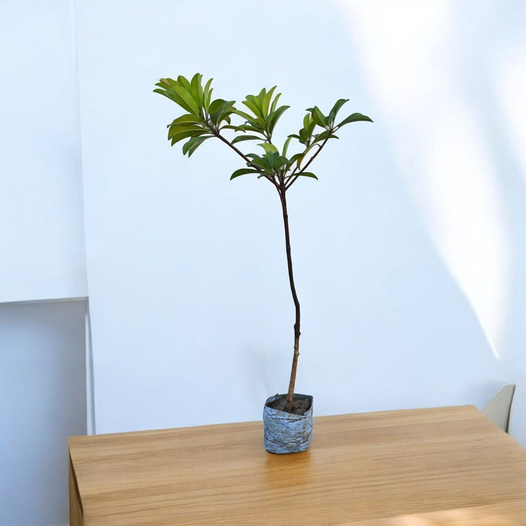 Kali Patti Chiku Fruit Plant