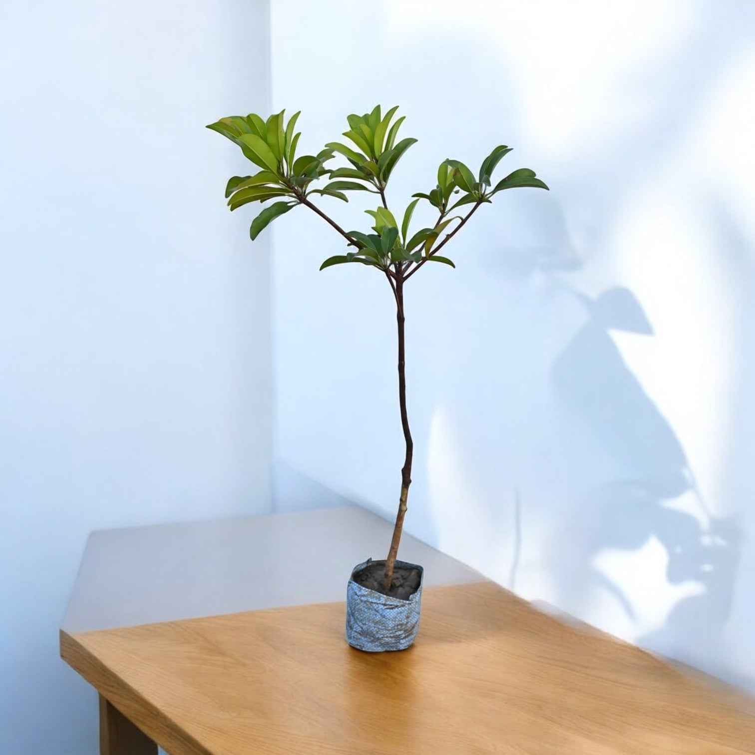 Kali Patti Chiku Fruit Plant