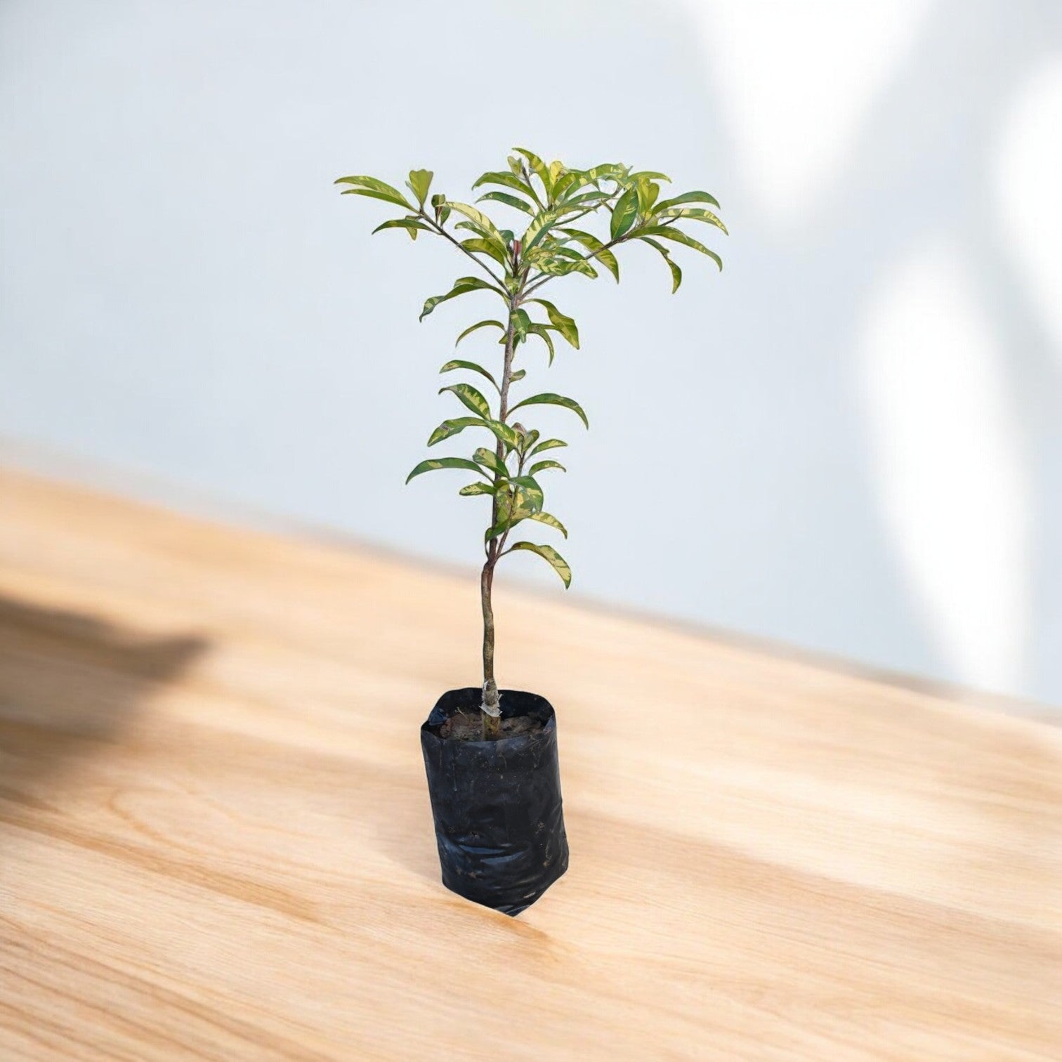 Variegated Chiku Fruit Plant