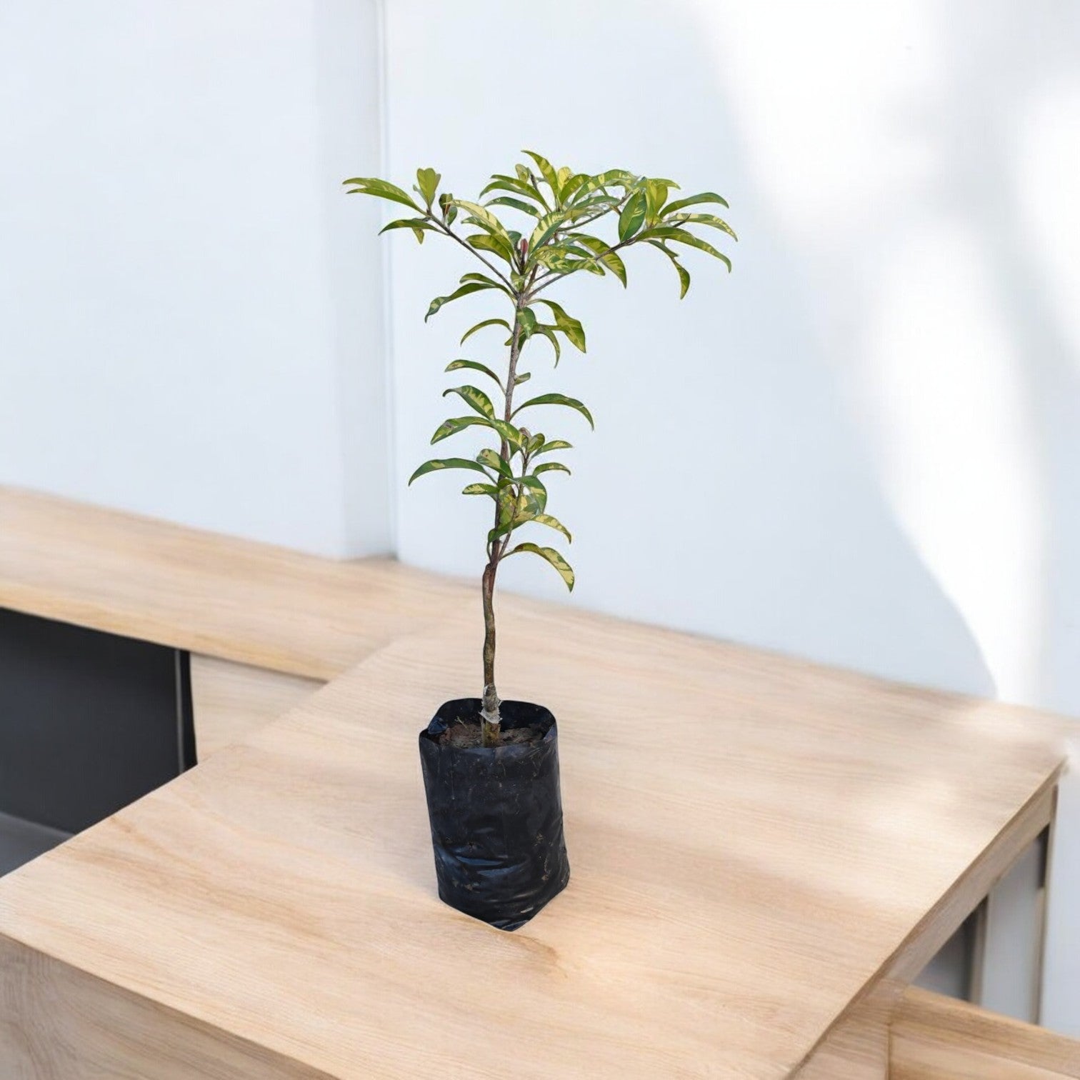 Variegated Chiku Fruit Plant