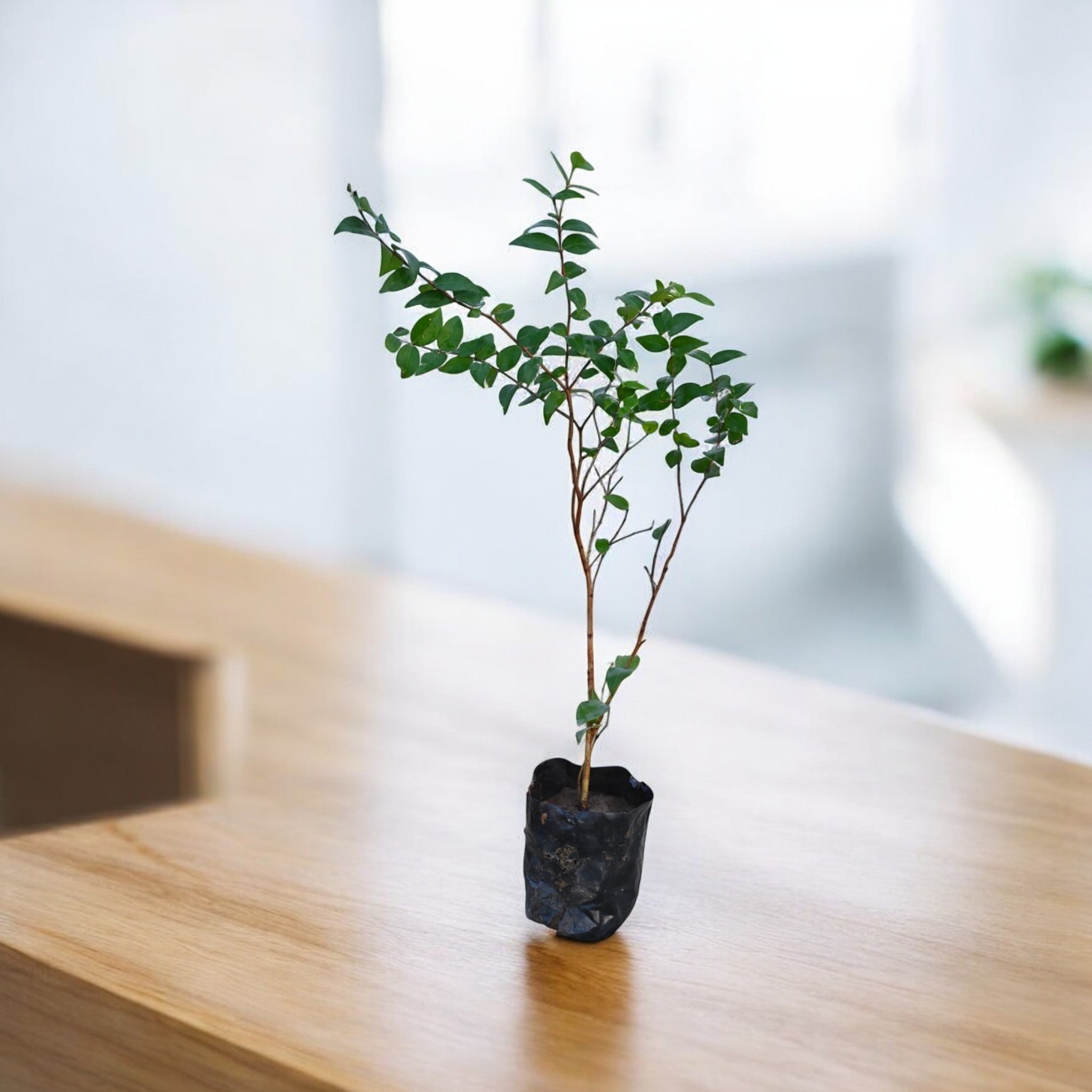 Surmai cherry Fruit Plant