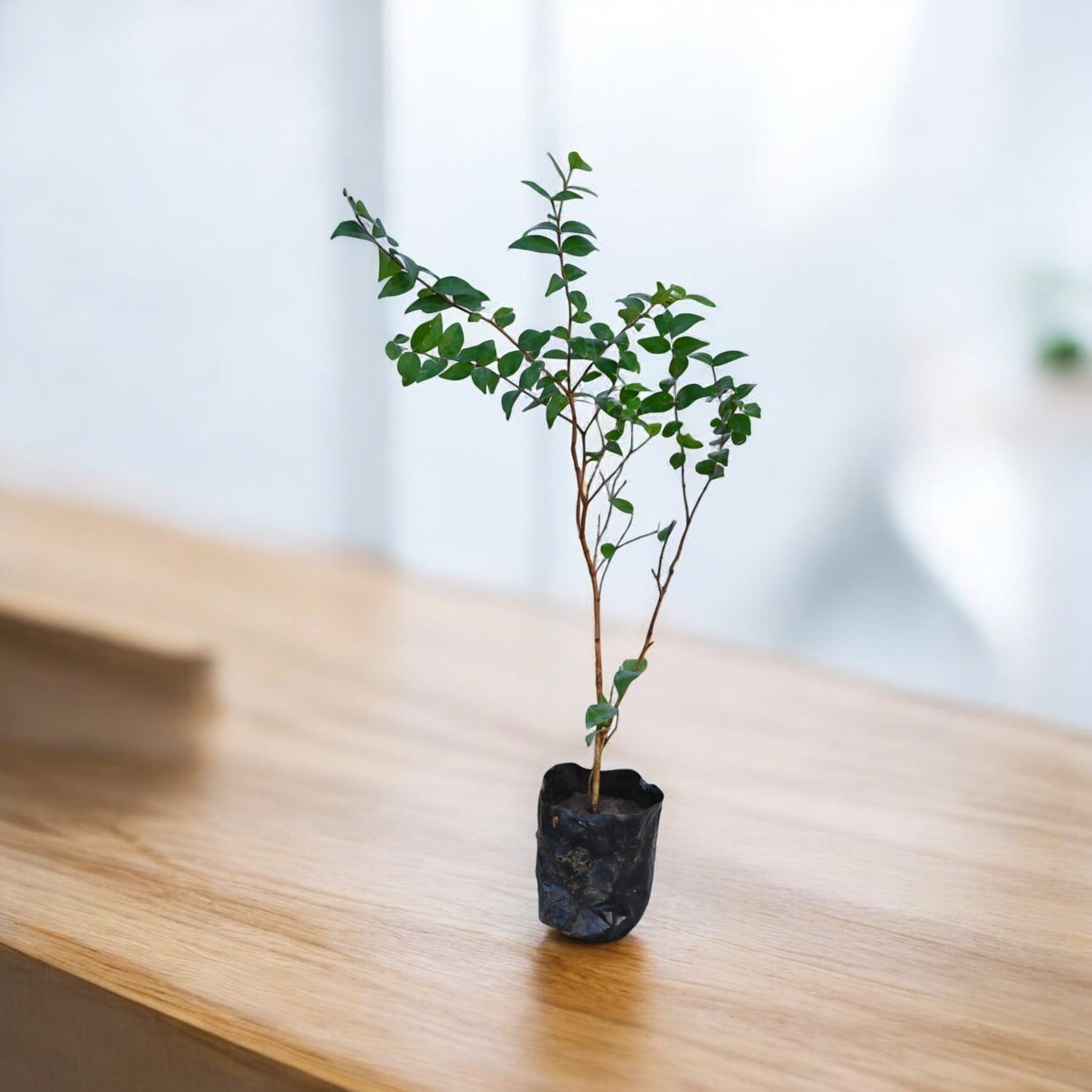 Surmai cherry Fruit Plant