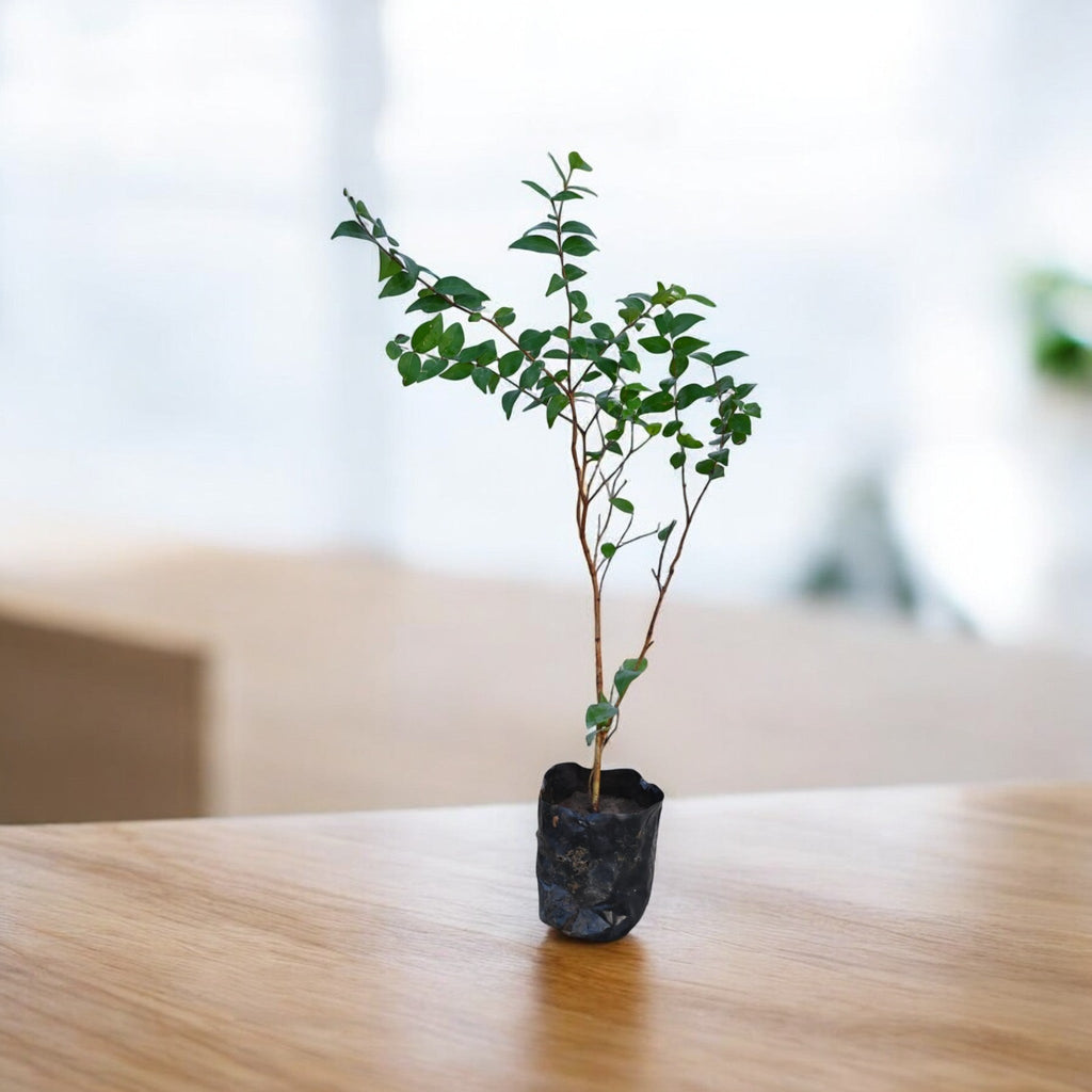 Surmai cherry Fruit Plant