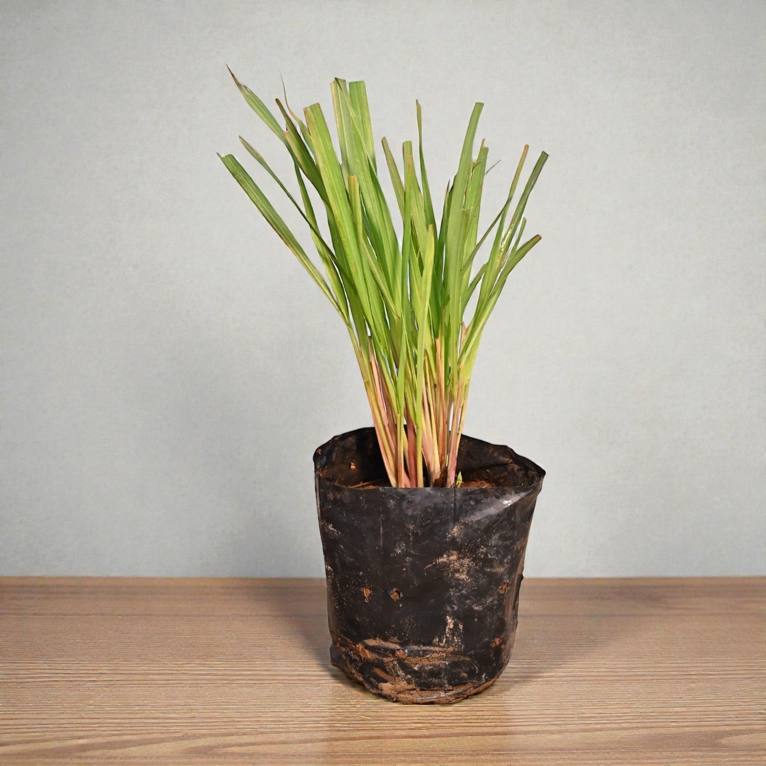 Lemon Grass Fruit Plant