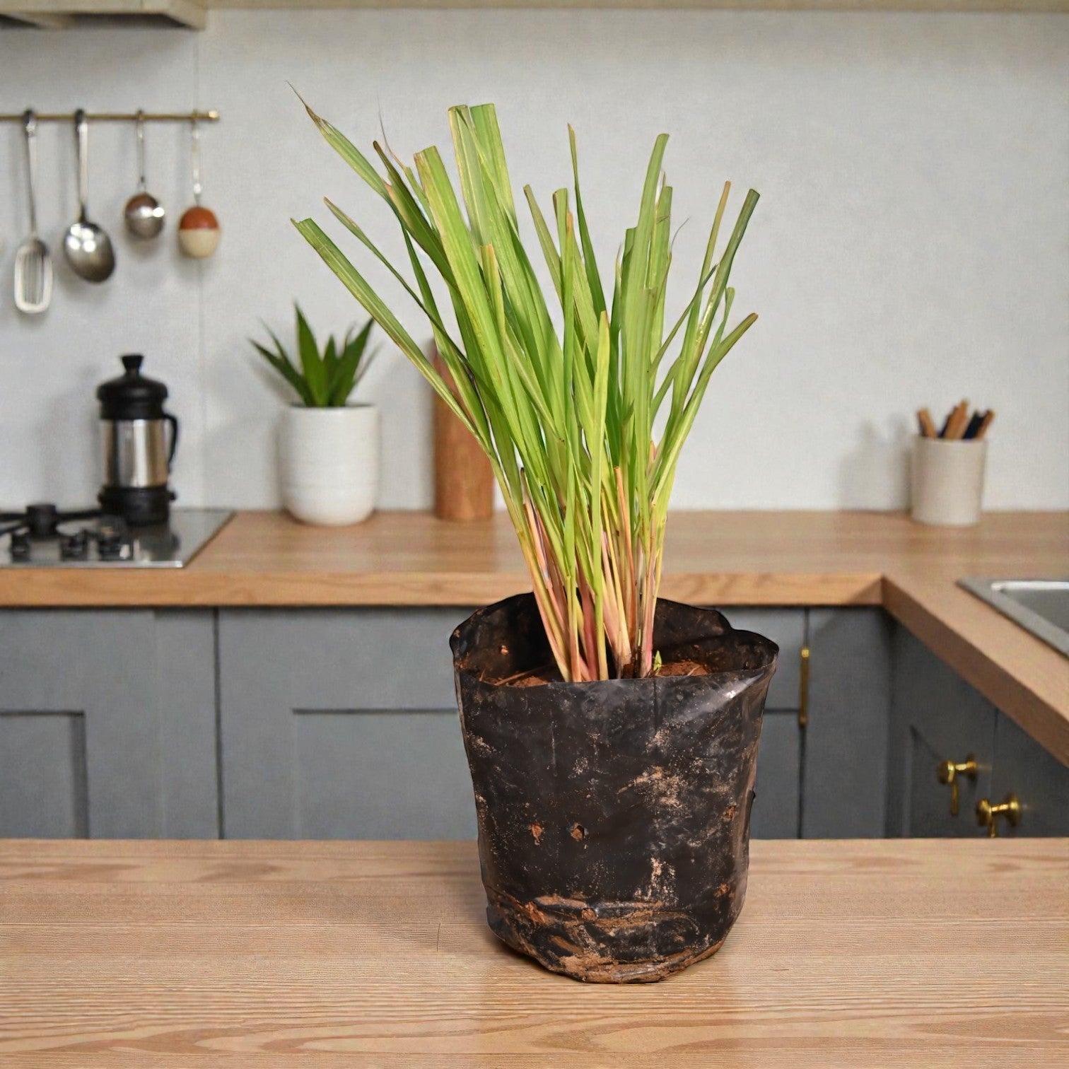 Lemon Grass Fruit Plant