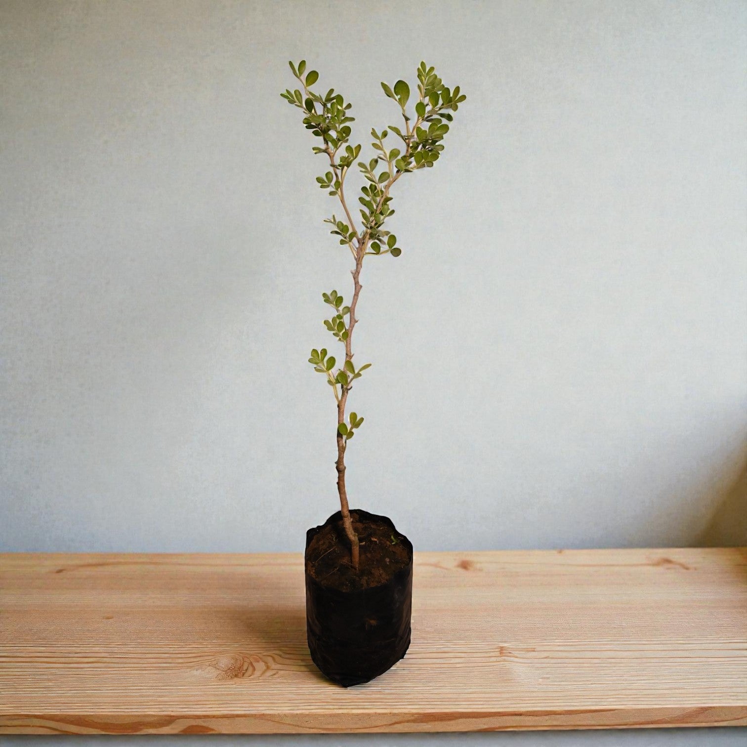 Wood Apple Fruit Plant