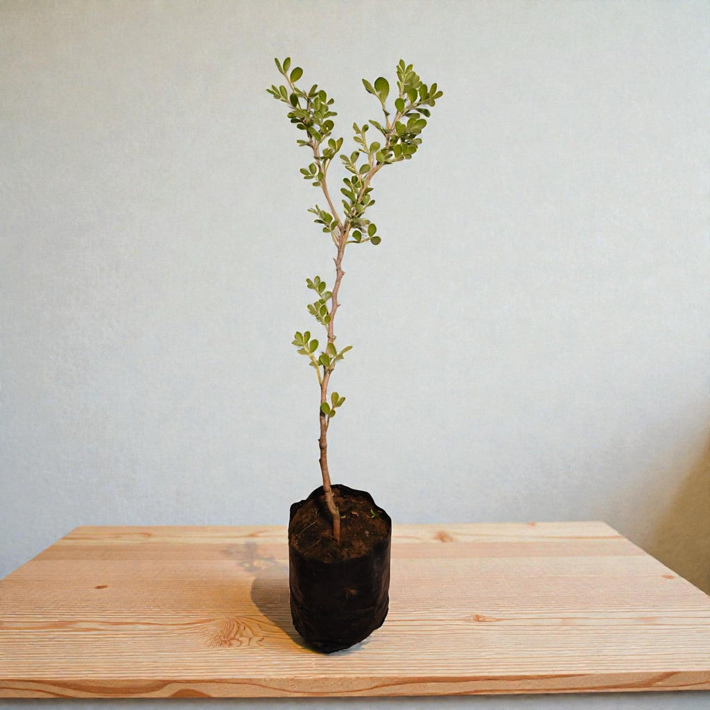 Wood Apple Fruit Plant