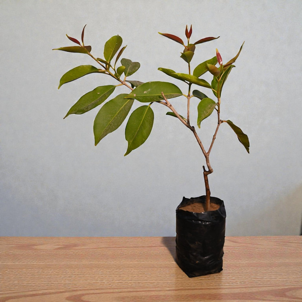 White Jamun Fruit Plant