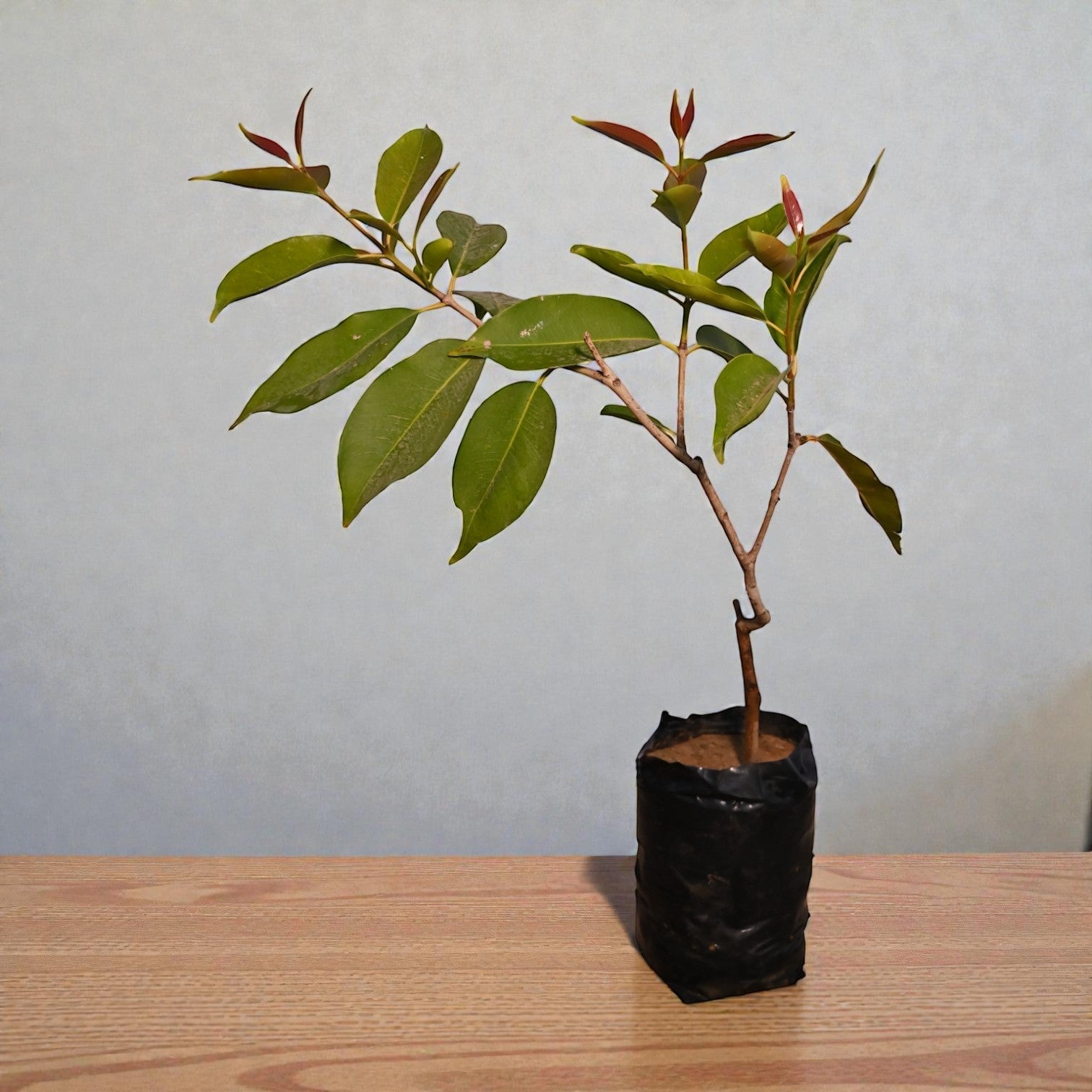 White Jamun Fruit Plant