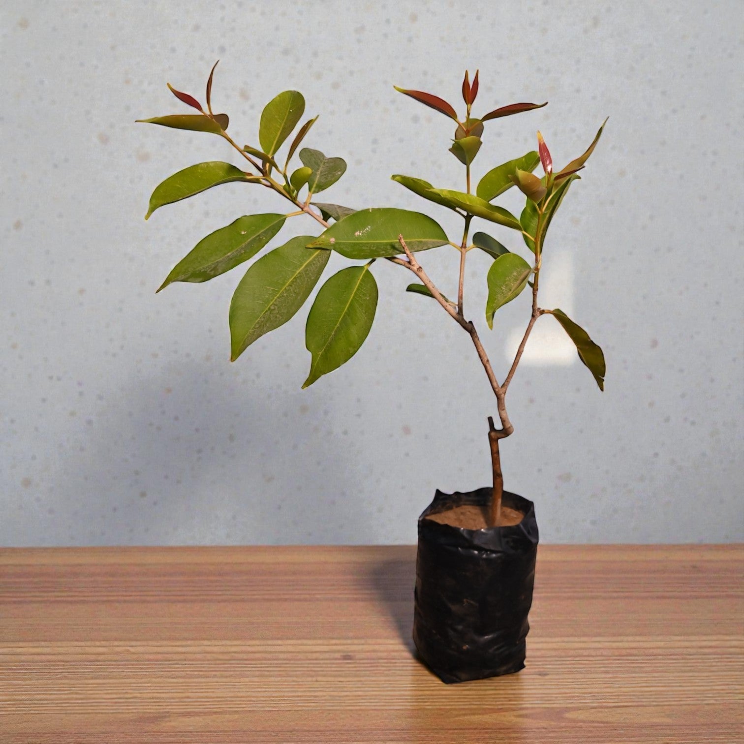 White Jamun Fruit Plant