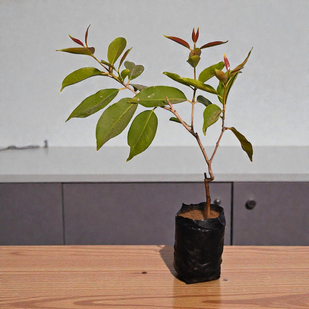 White Jamun Fruit Plant