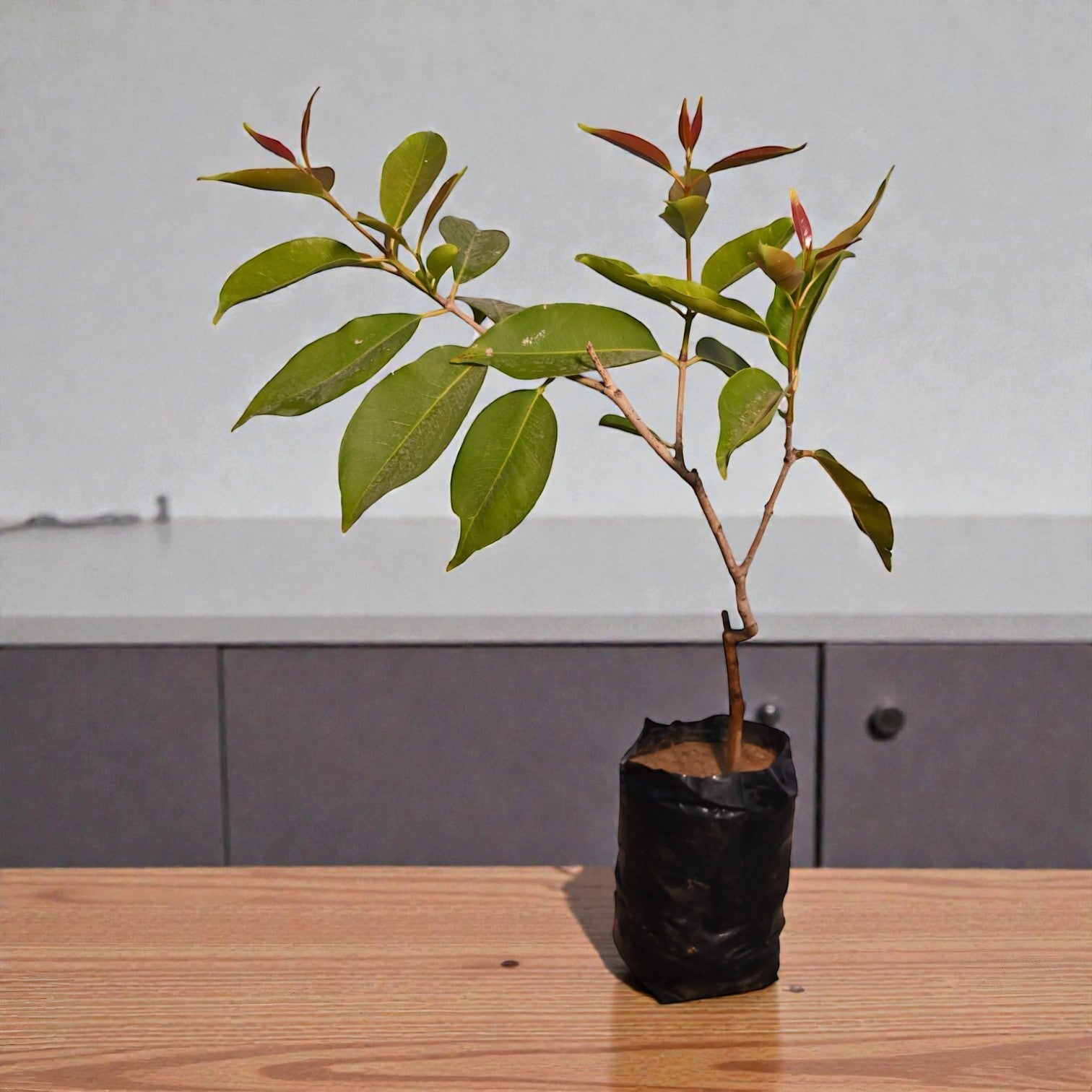 White Jamun Fruit Plant