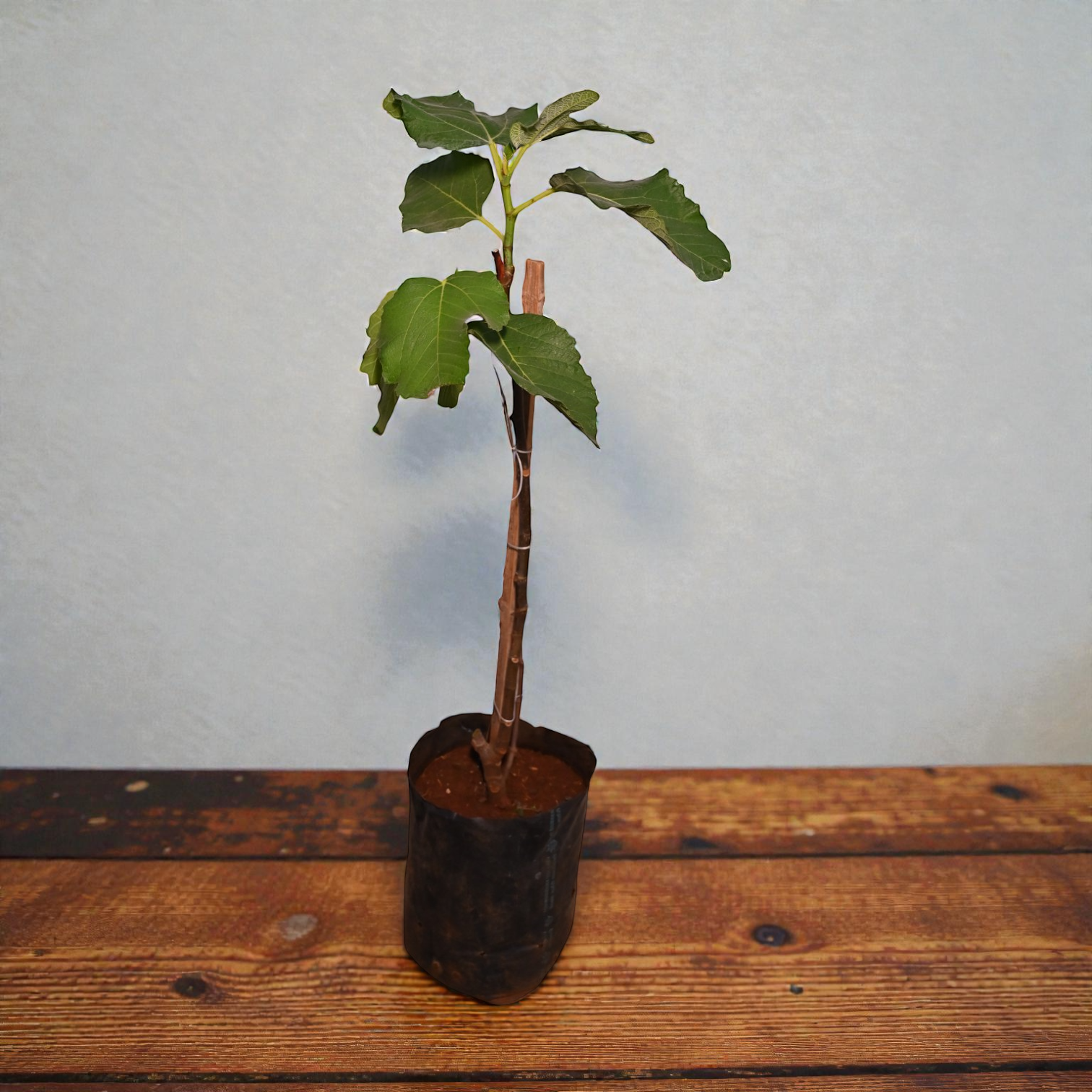 Pink Brazilian Fig Fruit Plant
