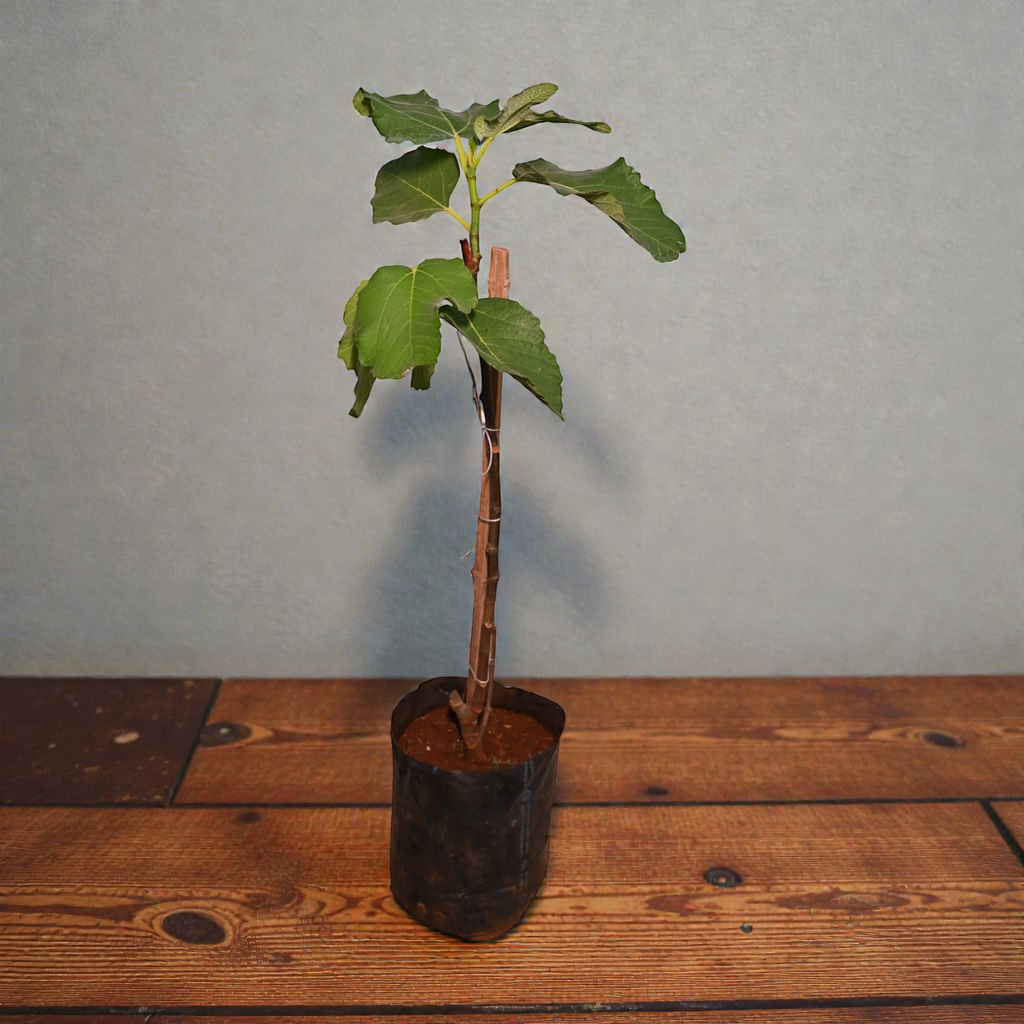 Pink Brazilian Fig Fruit Plant