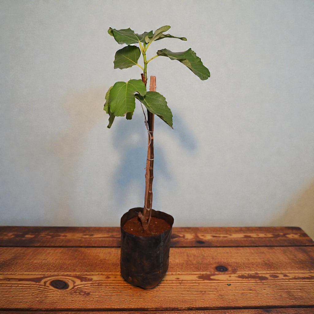 Pink Brazilian Fig Fruit Plant