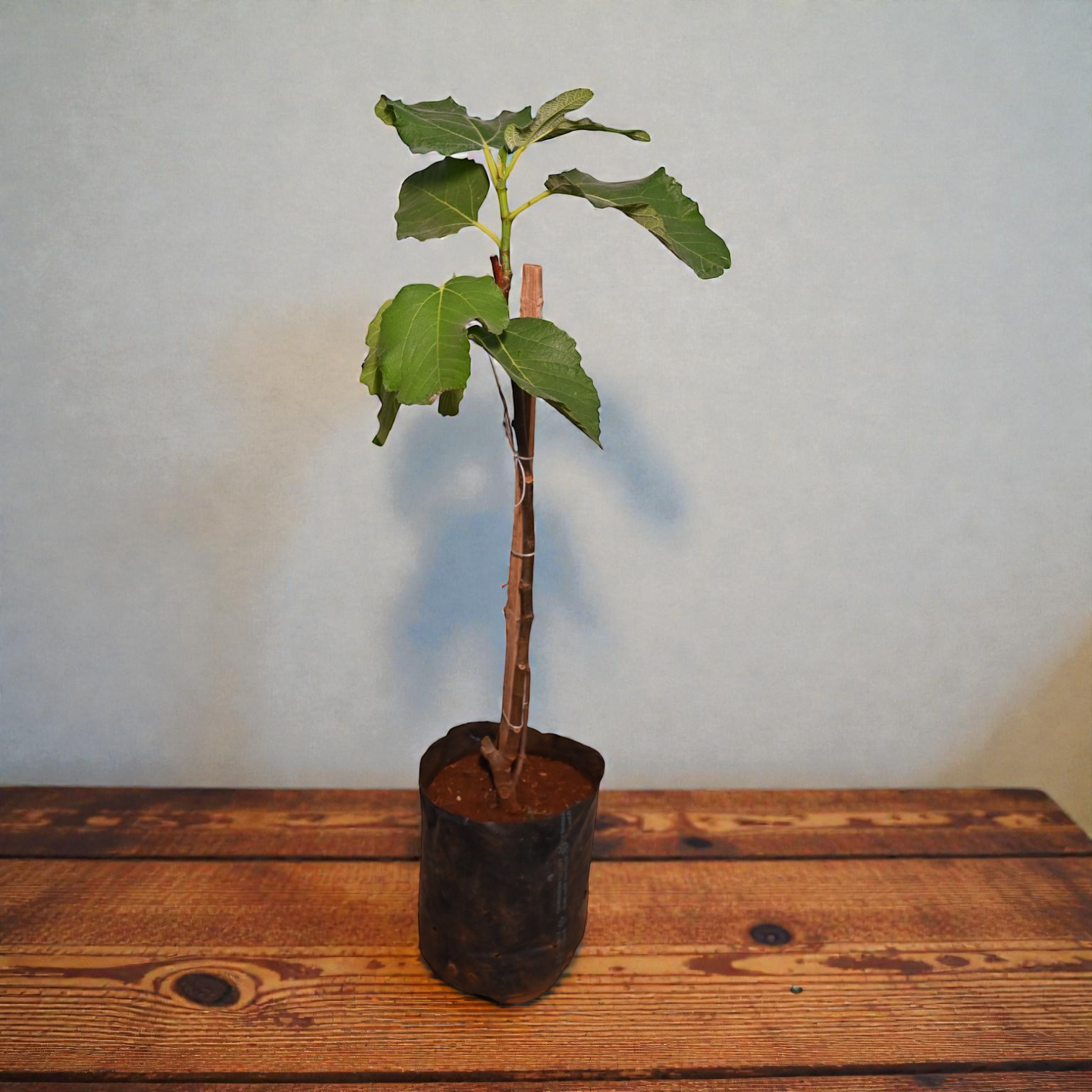Pink Brazilian Fig Fruit Plant