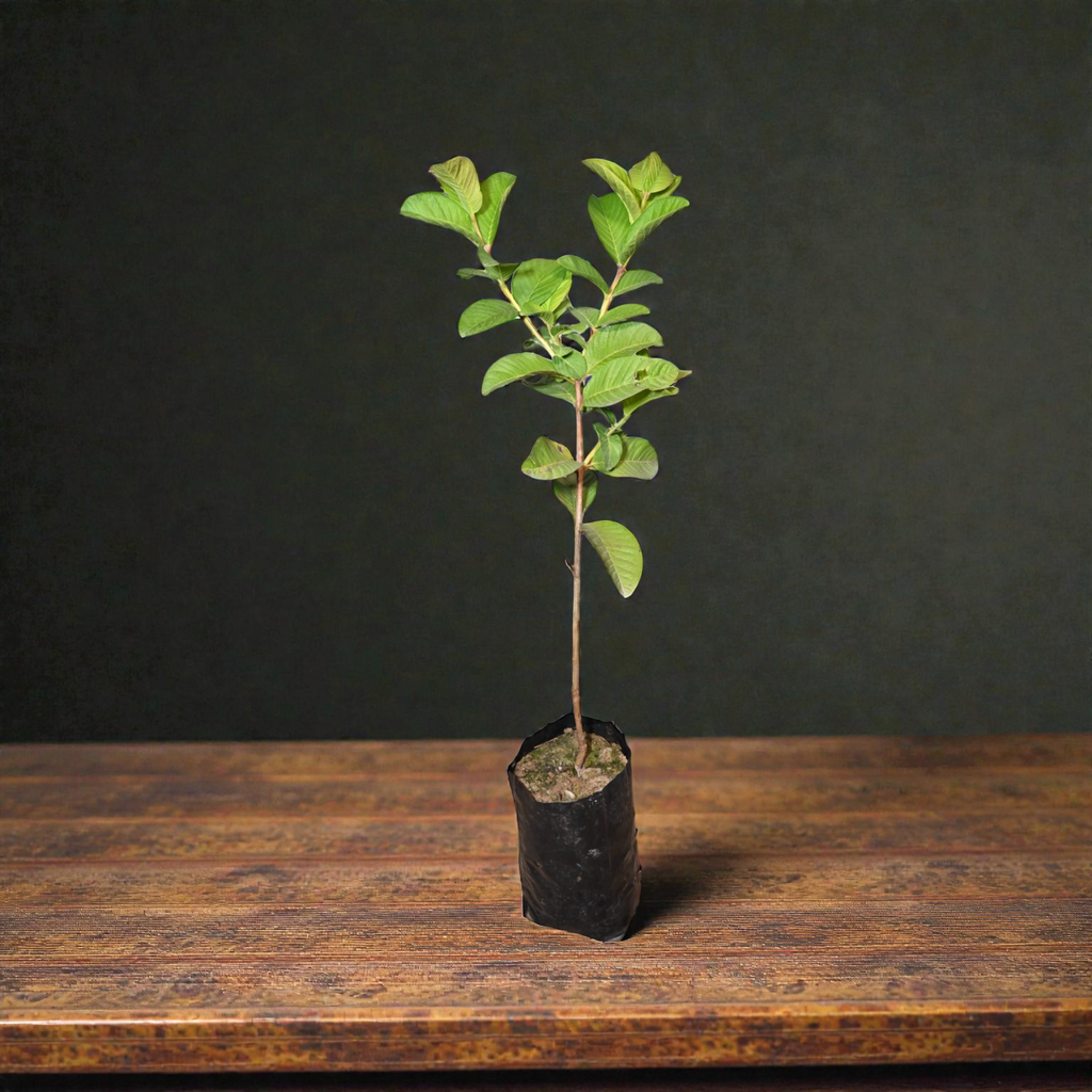 Taiwan Pink Guava Fruit Plant