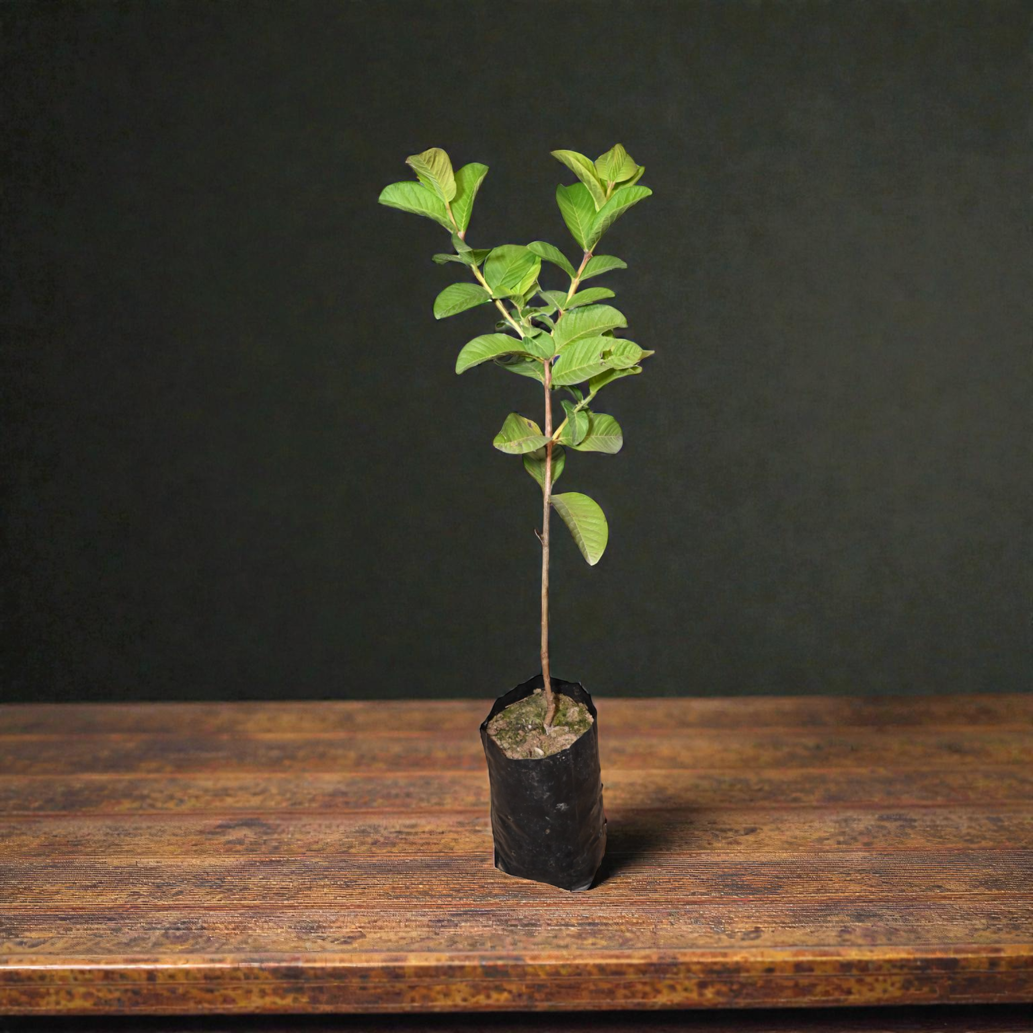 Taiwan Pink Guava Fruit Plant