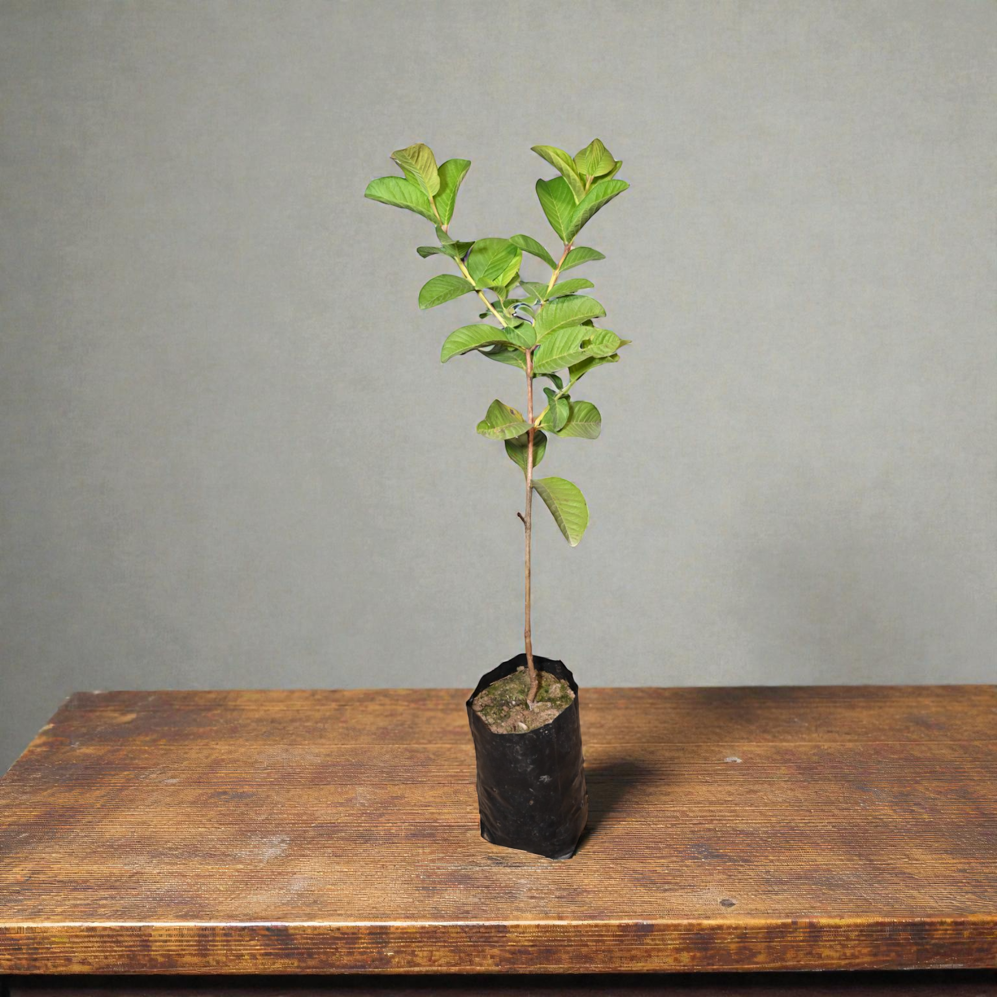 Taiwan Pink Guava Fruit Plant