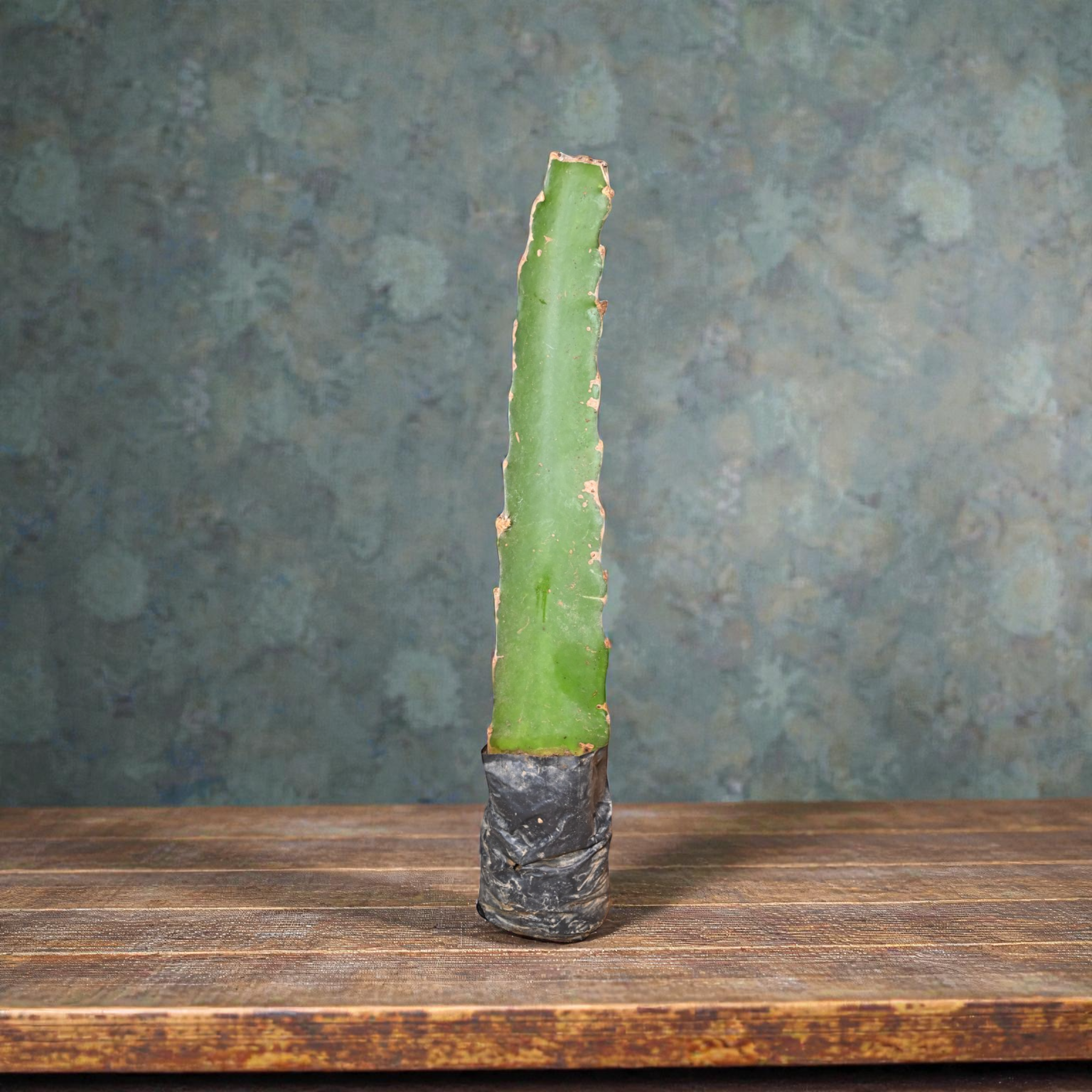 Moroccan Red Dragon Fruit Plant