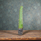 American Red Dragon Fruit